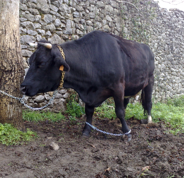 cadenas para animales